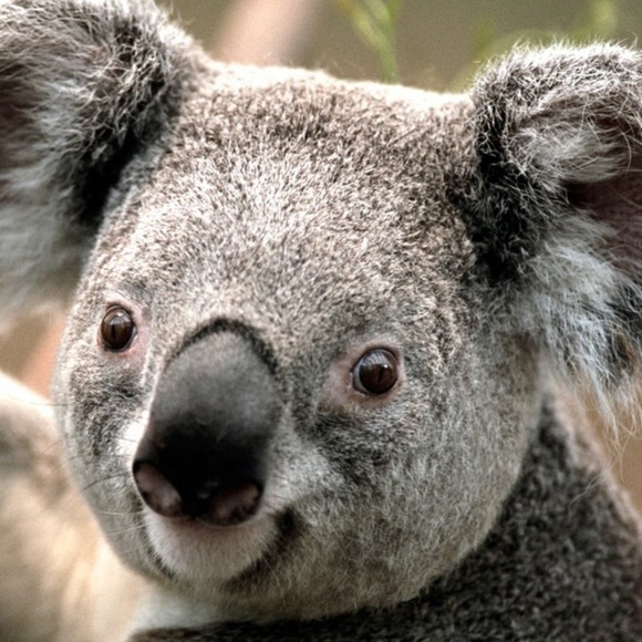 Meet your Posher, Chelsea - Picture 1 of 1